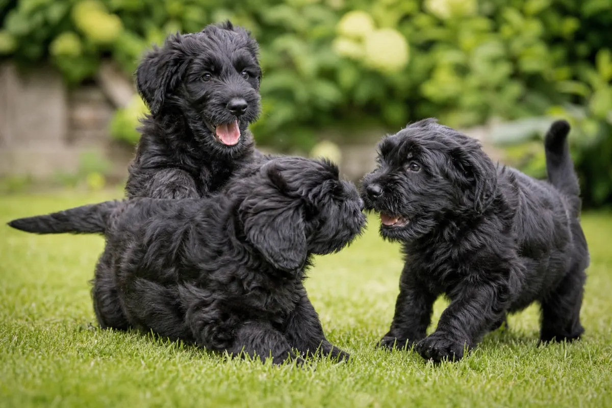 Welpen aus dem Zwinger Romashka's beim Spielen im Garten