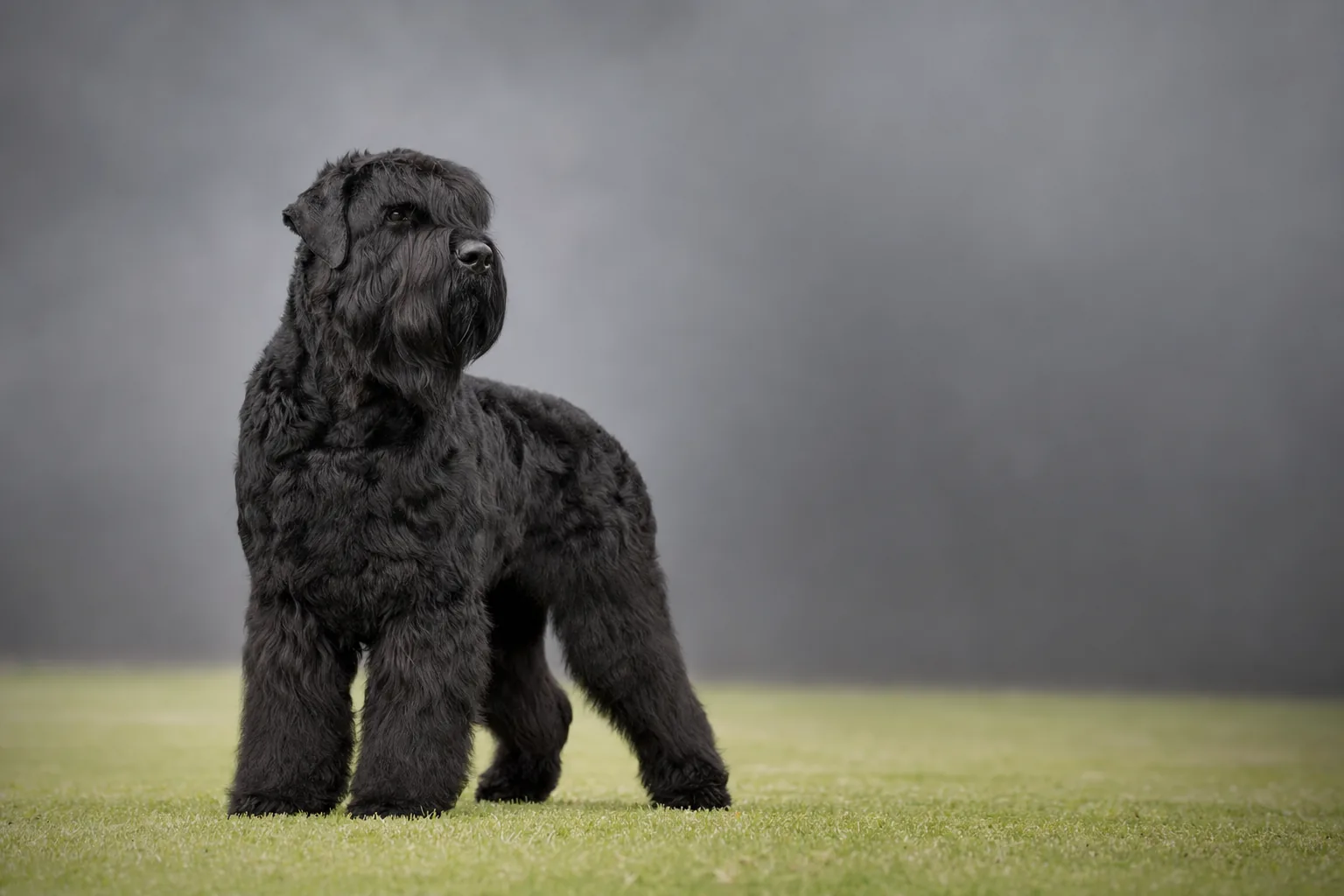Schwarzer Russischer Terrier, erwachsener Rüde, stehend im Rassestandard auf einer Wiese